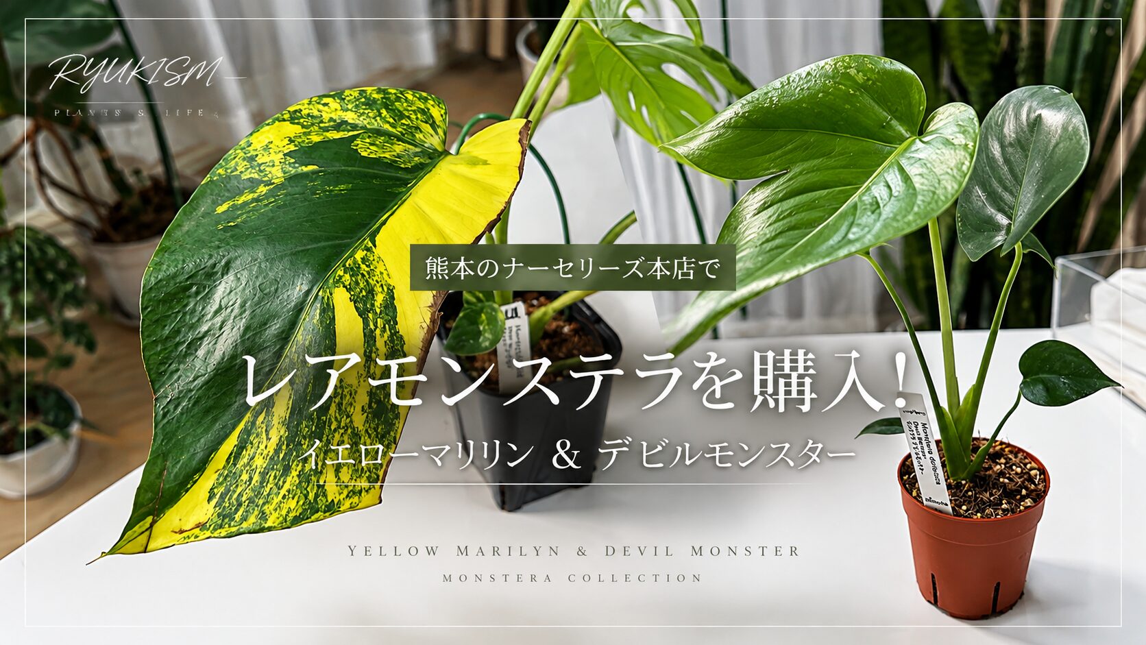 【熊本】ナーセリーズ本店でレアモンステラを購入！念願のイエローマリリン＆デビルモンスター